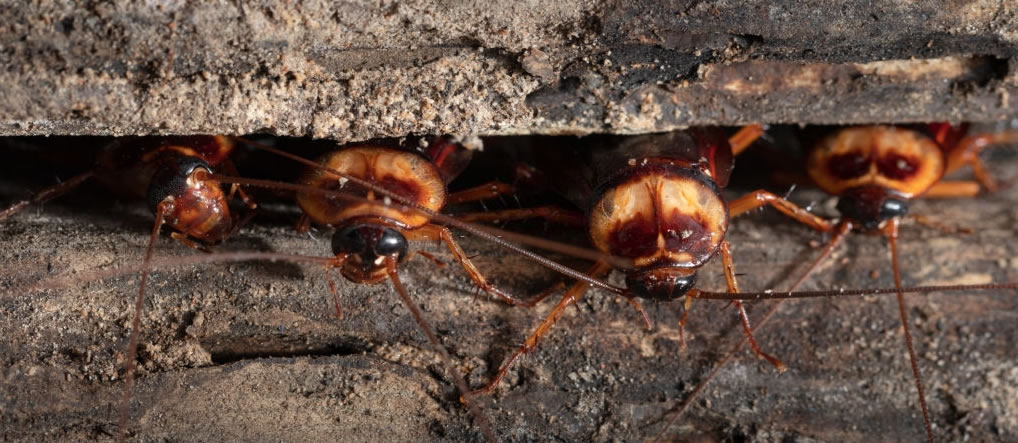 Queensland Cockroach Crisis